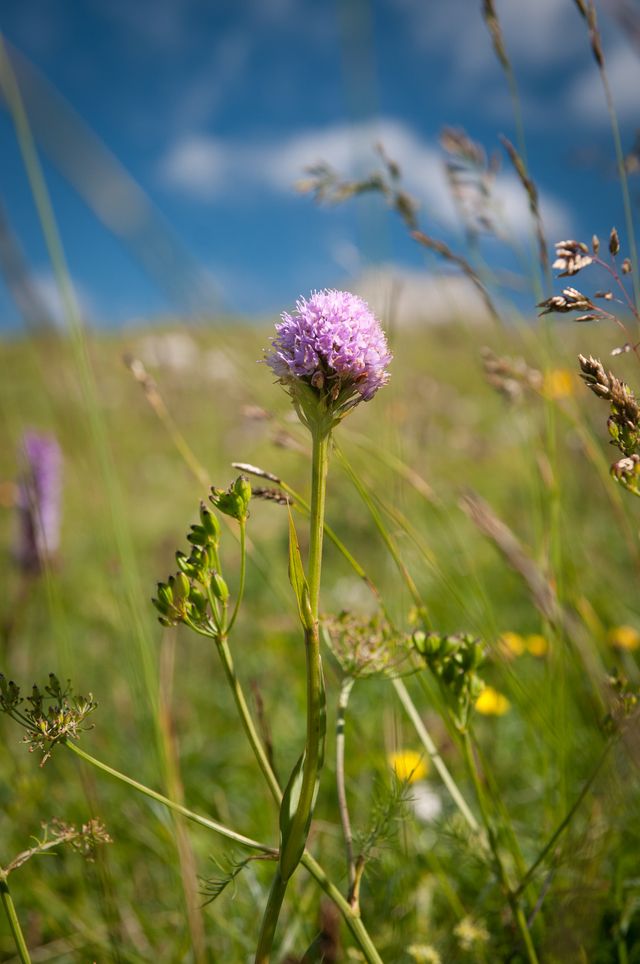 Orchis globuleux